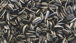 best sunflower seeds